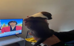 Mixed Breed dogs for sale: Cocker x collie pups  - Image 10