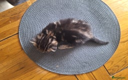 Mixed Breed cats for sale: 🐾 Adorable Kittens Looking for Loving Homes! 🐾 - Image 9