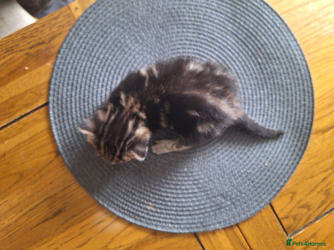 Mixed Breed cats for sale: 🐾 Adorable Kittens Looking for Loving Homes! 🐾 - Image 9