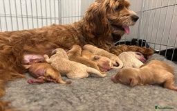 Cockapoo dogs for sale: Beautiful cockerpoo babies - Image 7