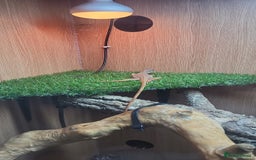 Iguana reptiles for sale: Orange zero iguana  - Image 1