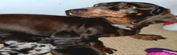 Miniature Dachshund dogs for sale: Chocolate/Tan Mini Dachshunds, Long Haired/Dapple - Advert 6