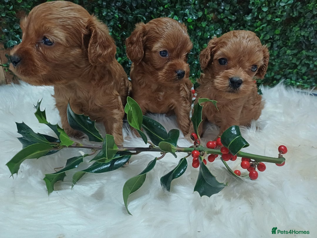 Cavapoo dogs for sale: Gorgeous red toy cavapoos  - Advert 13