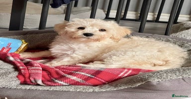Cavachon dogs - Advert 4