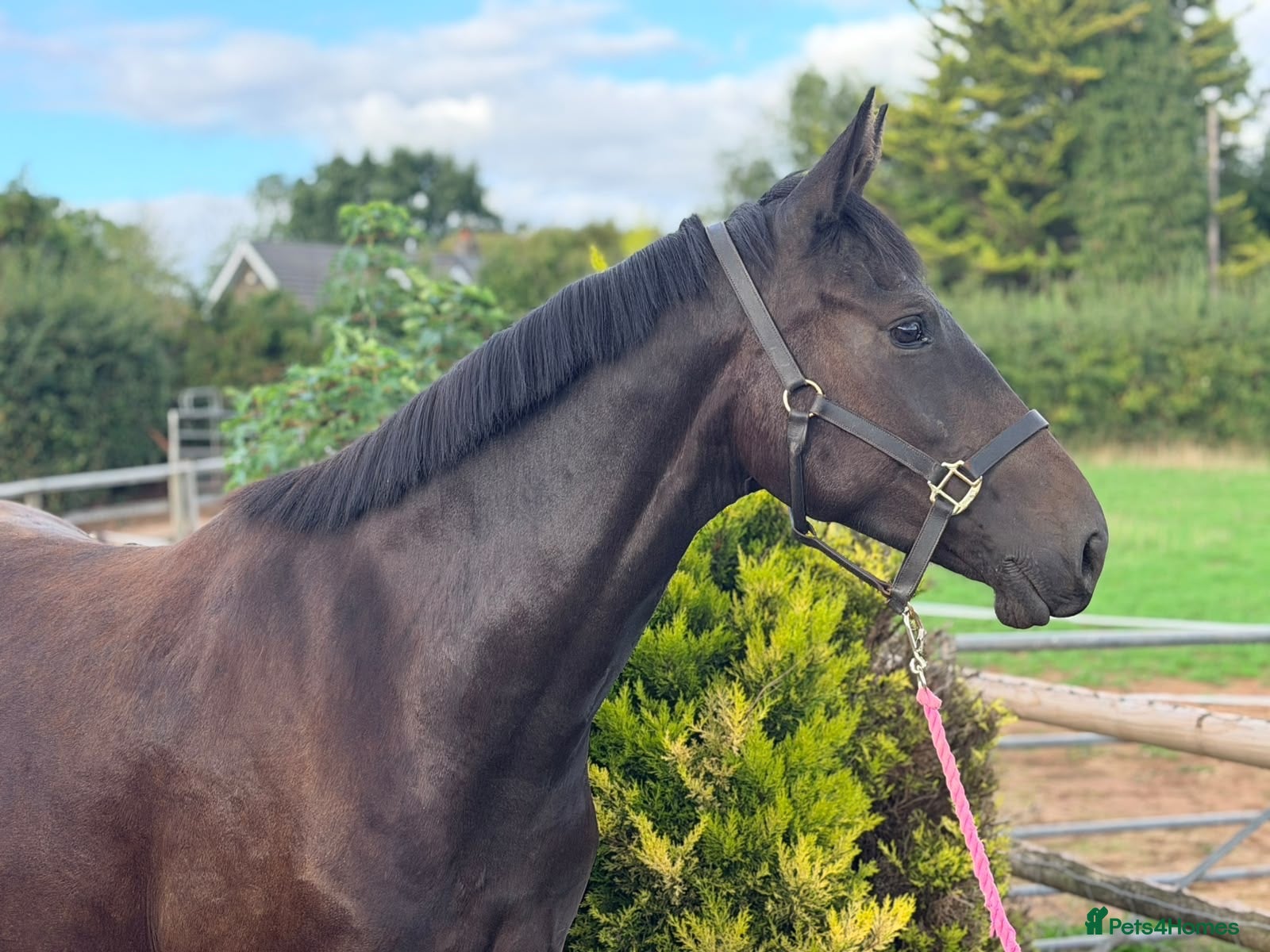 Irish Sports horses for sale: Stunning 3yo - The World Is Her Oyster  - Advert 1