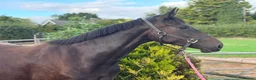 Irish Sports horses for sale: Stunning 3yo - The World Is Her Oyster  - Advert 1