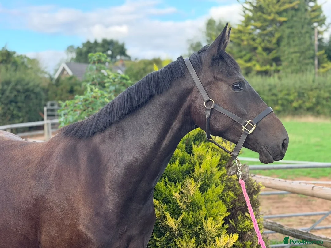Irish Sports horses for sale: Stunning 3yo - The World Is Her Oyster  - Advert 1