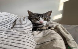 Mixed Breed cats for sale: URGENT: REHOMING NEEDED FOR MIXED BENGALS - Image 4