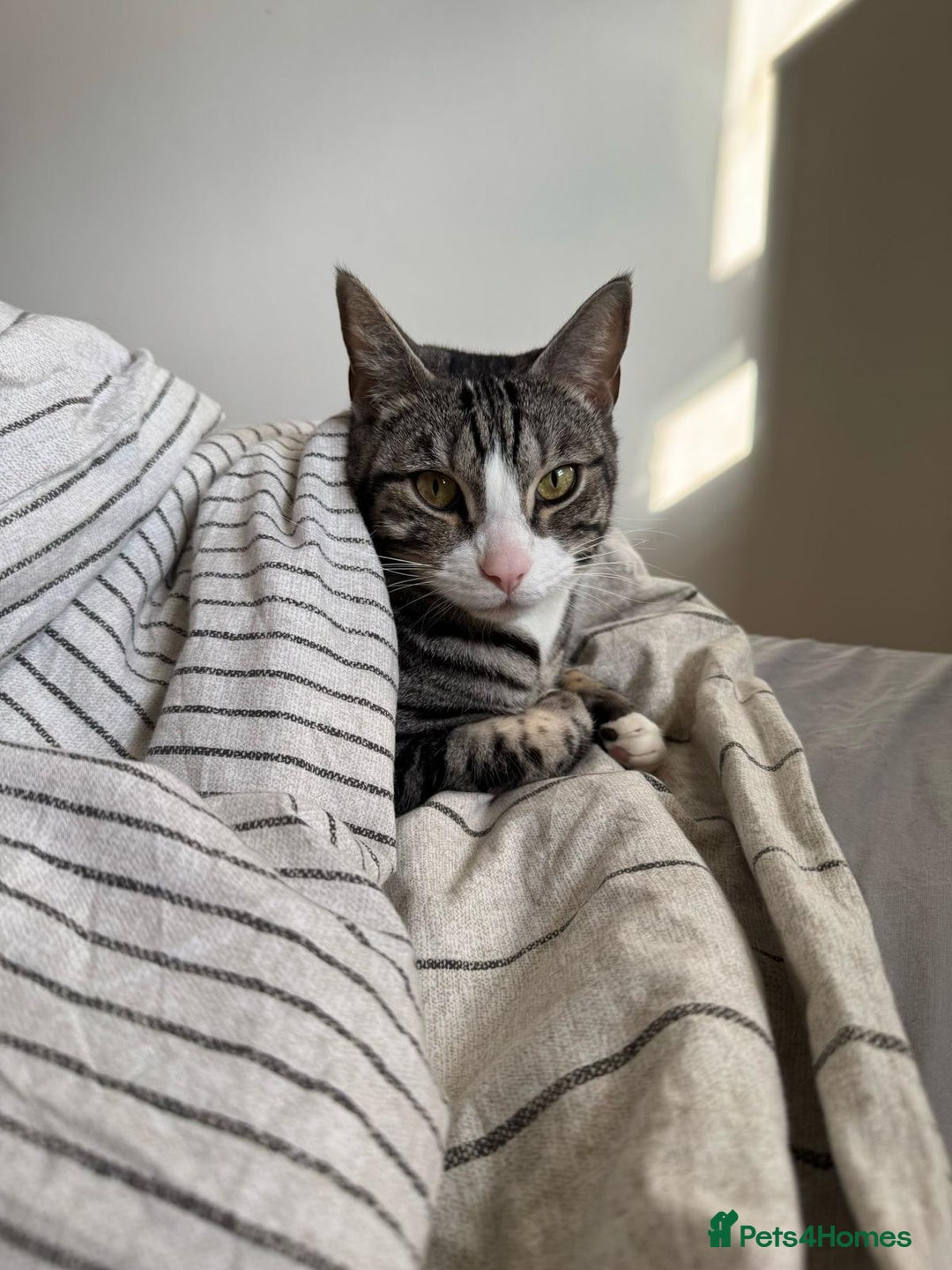 Mixed Breed cats for sale: URGENT: REHOMING NEEDED FOR MIXED BENGALS - Image 4