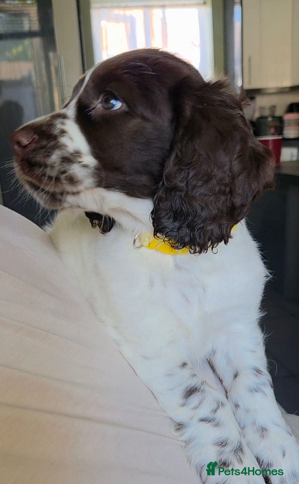 Cockapoo dogs COCKER SPANIEL MUM DAD COCKAPOO - Advert 2