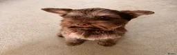 Yorkshire Terrier dogs for sale: 1 year old purebred chocolate yorkie for sale  in Hemel Hempstead - Advert 4