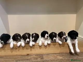 English Springer Spaniel dogs Well bred springer pups - Advert 1