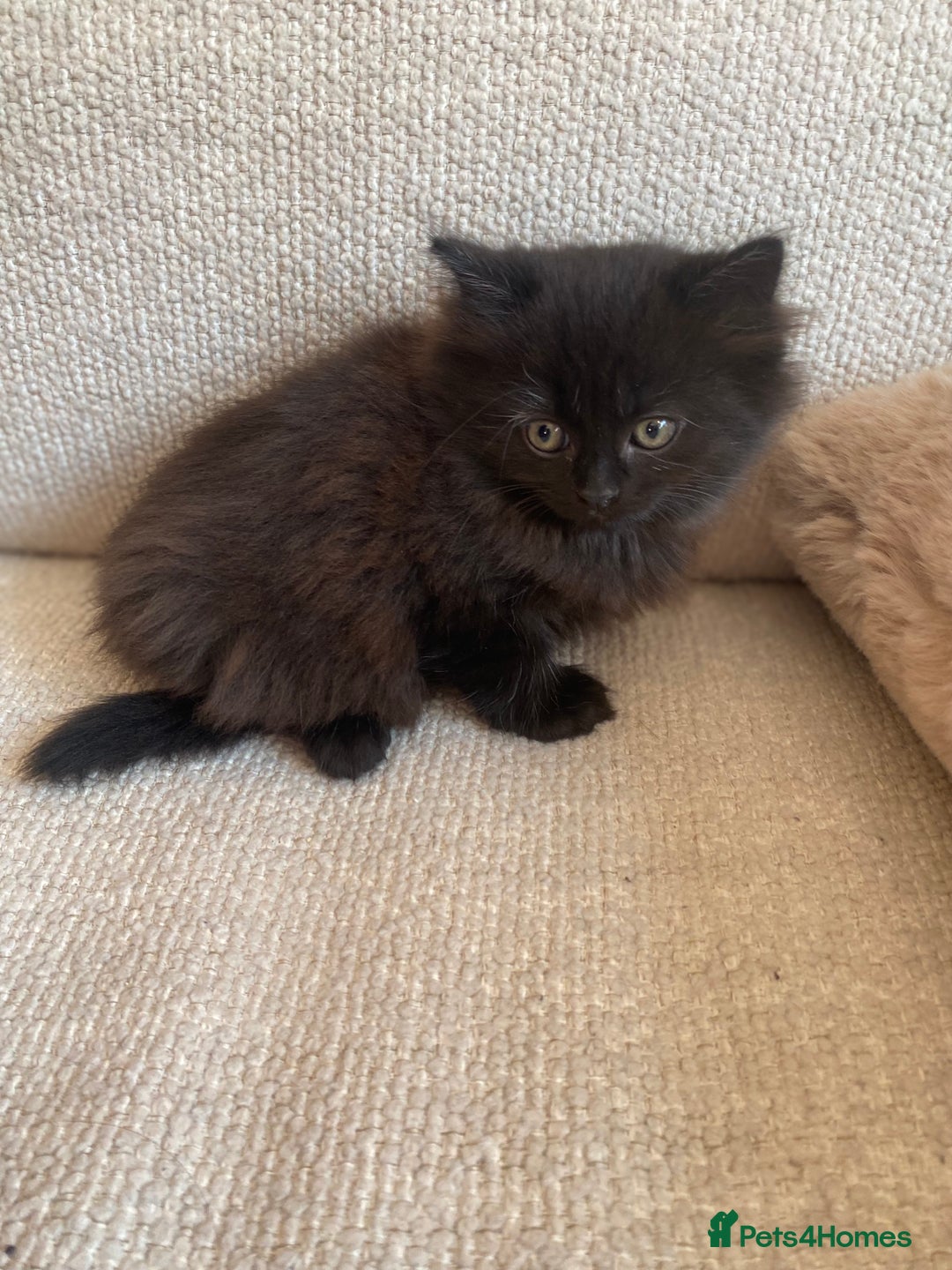 Siberian cats for sale: Siberian x British Shorthair Girls  - Image 9
