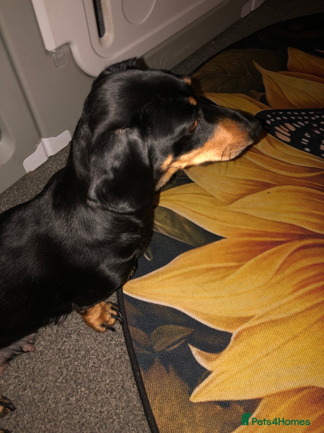 Dachshund dogs for sale: KC registration dachshund  - Advert 8