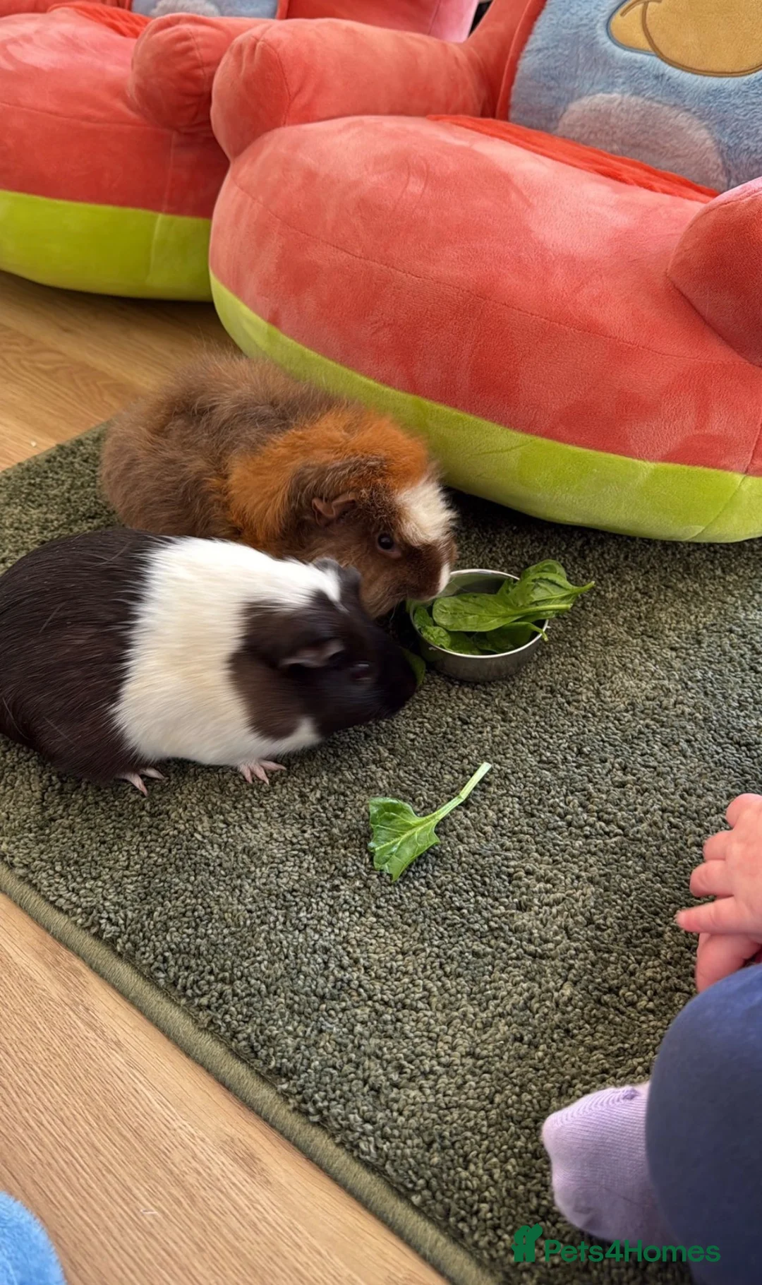 Guinea Pig rodents for sale: 2 Female Guinea Pigs in Littlehampton - Advert 2