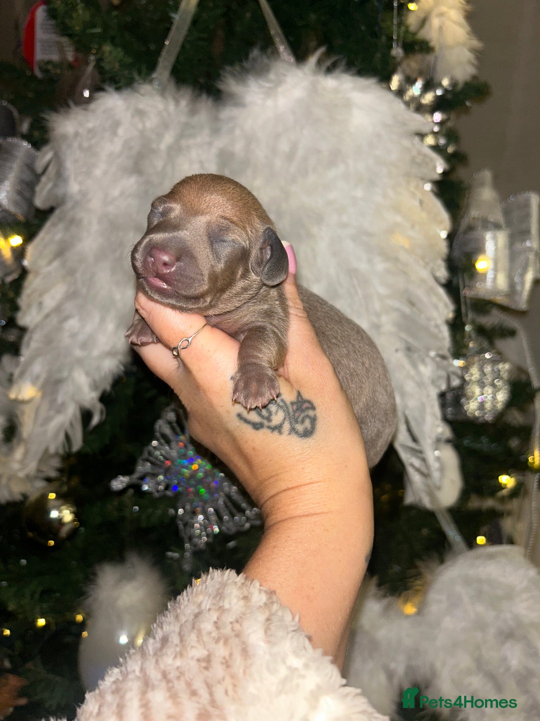 Miniature Dachshund dogs for sale: Tiny Kaninchen dachshunds  - Advert 12