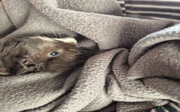Guinea Pig rodents for sale: Two Female Baby Guinea Pair based Liverpool  - Image 3