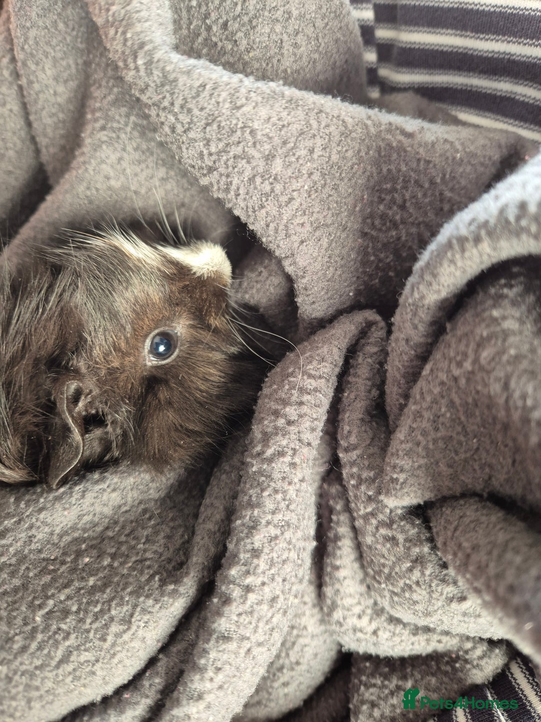 Guinea Pig rodents for sale: Two Female Baby Guinea Pair based Liverpool  - Image 3