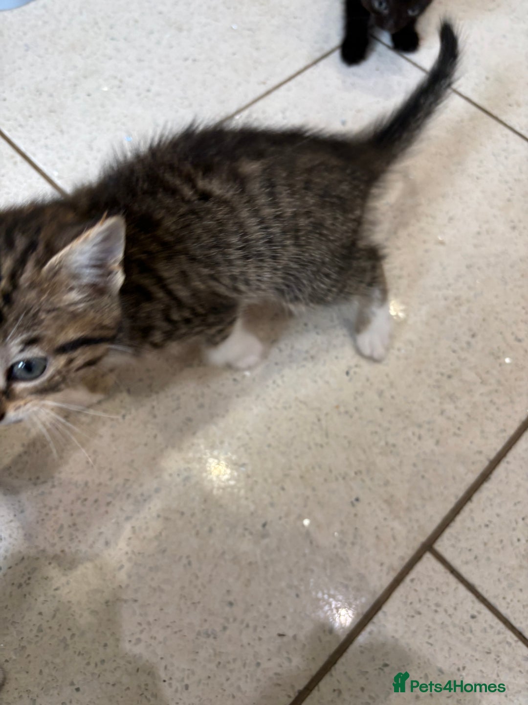 British Shorthair cats for sale: Kittens  - Image 5