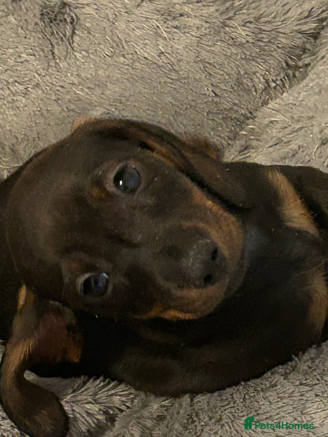 Miniature Dachshund dogs for sale: 2 left of a litter of 6 - Image 1