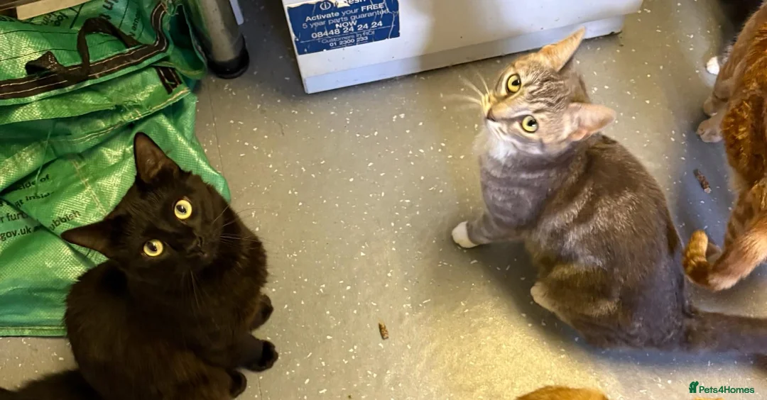 Mixed Breed cats for sale: British blue x long hair black moggy  in Reading - Advert 1