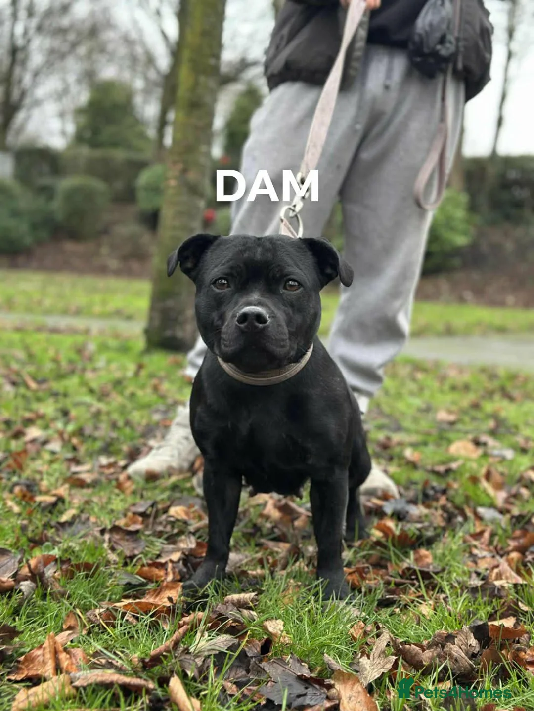 Staffordshire Bull Terrier dogs for sale: Blue/Black Staffordshire Bull Terrier Puppies - Advert 4