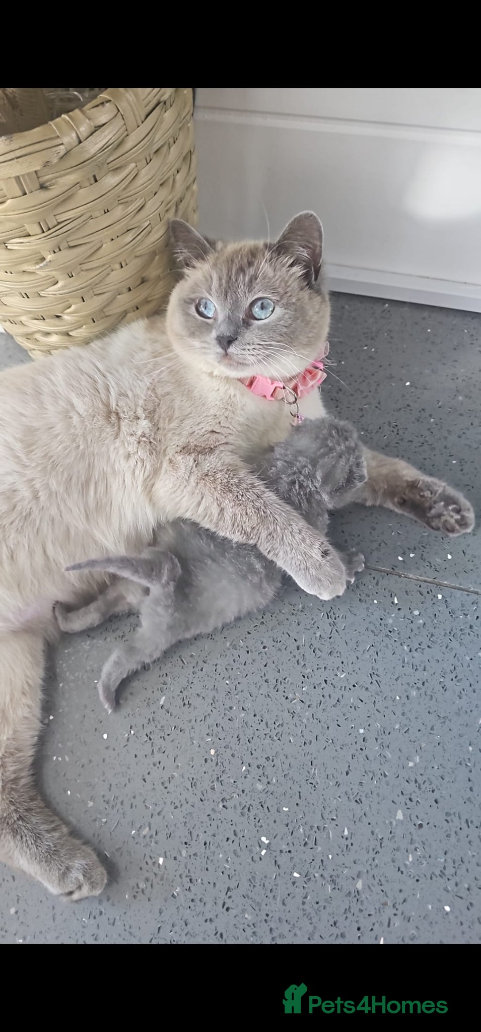 British Shorthair cats for sale: 4 bsh kittens - Advert 15