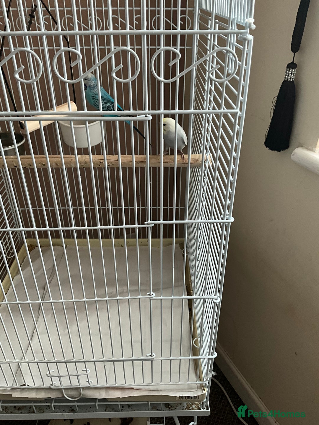 Budgerigars birds for sale: Budgies - Image 2