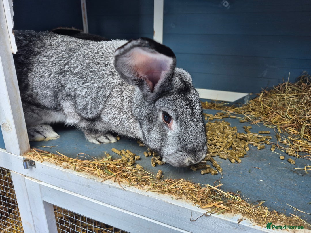 Mixed Breed rabbits for sale: 2 female rabbits need rehoming - Advert 7