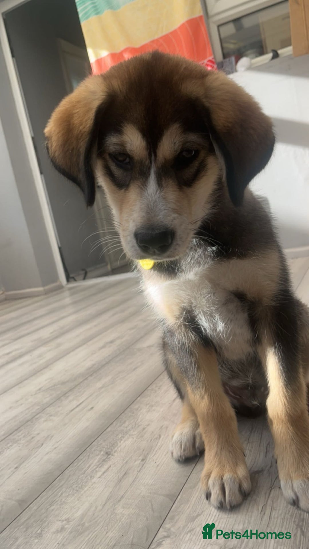 Mixed Breed dogs for sale: Husky x Labrador 2 years old  - Advert 4