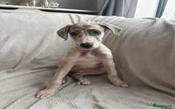 Mixed Breed dogs for sale: Collie Whippet Greyhound  - Image 16