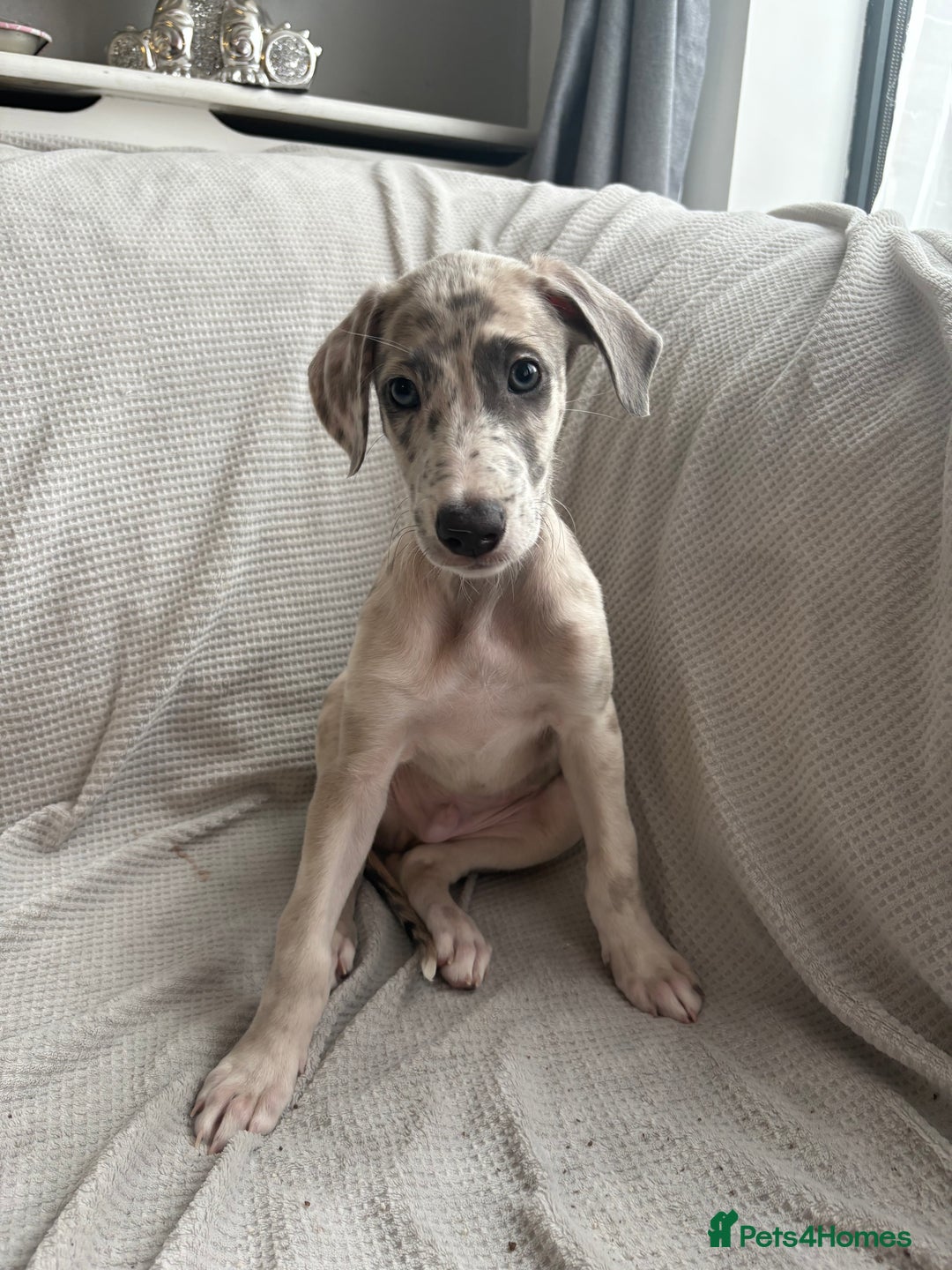 Mixed Breed dogs for sale: Collie Whippet Greyhound  - Image 16