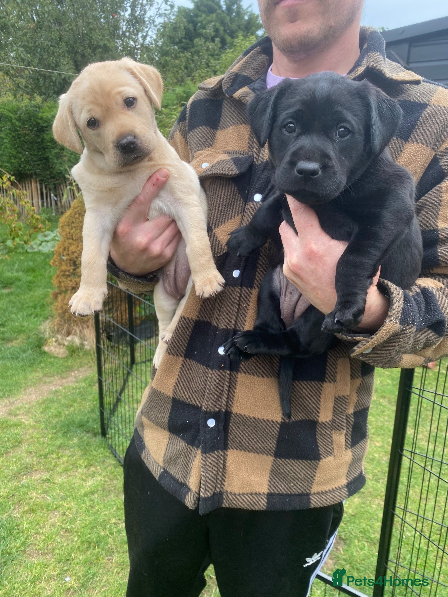 Labrador Retriever dogs Health Tested KC Labrador Pups - Advert 1