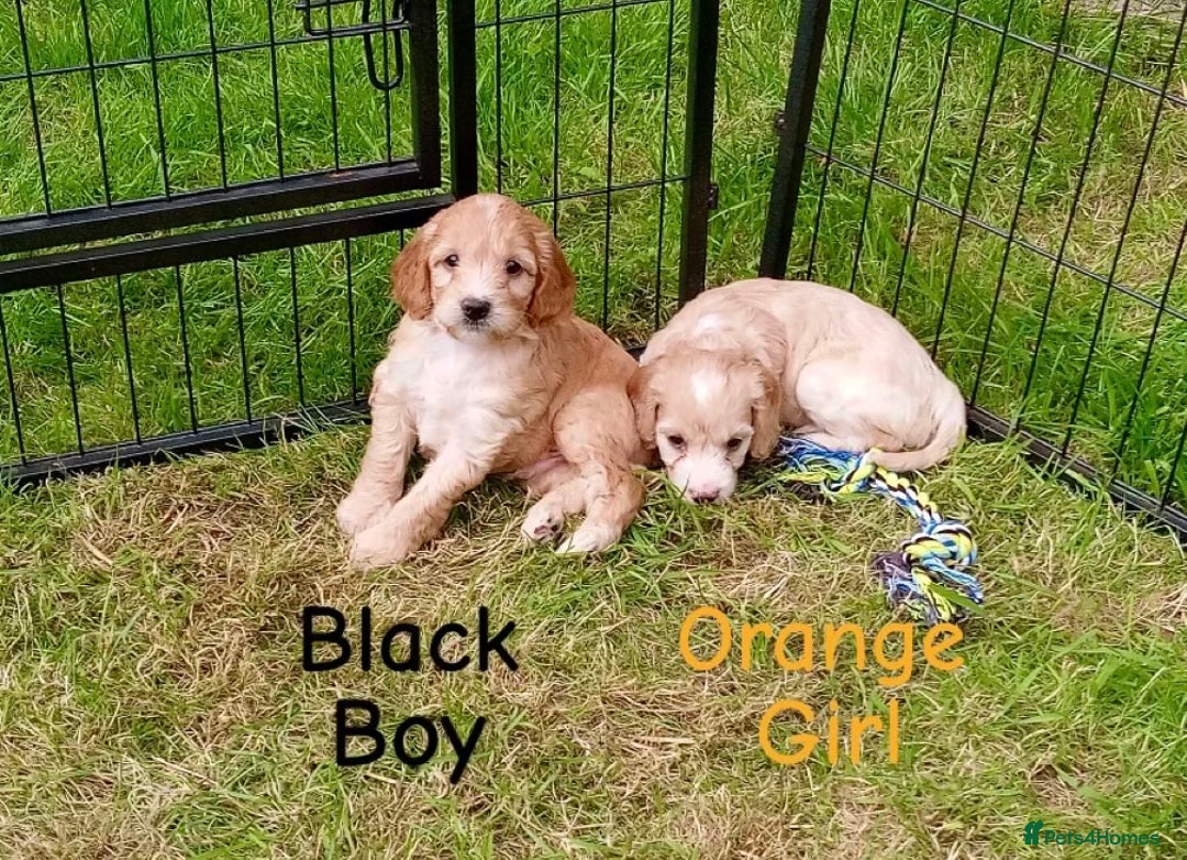 Cockapoo dogs for sale: ⭐️VERY RARE TOY Cockapoo Puppies⭐️🐶 - Image 21