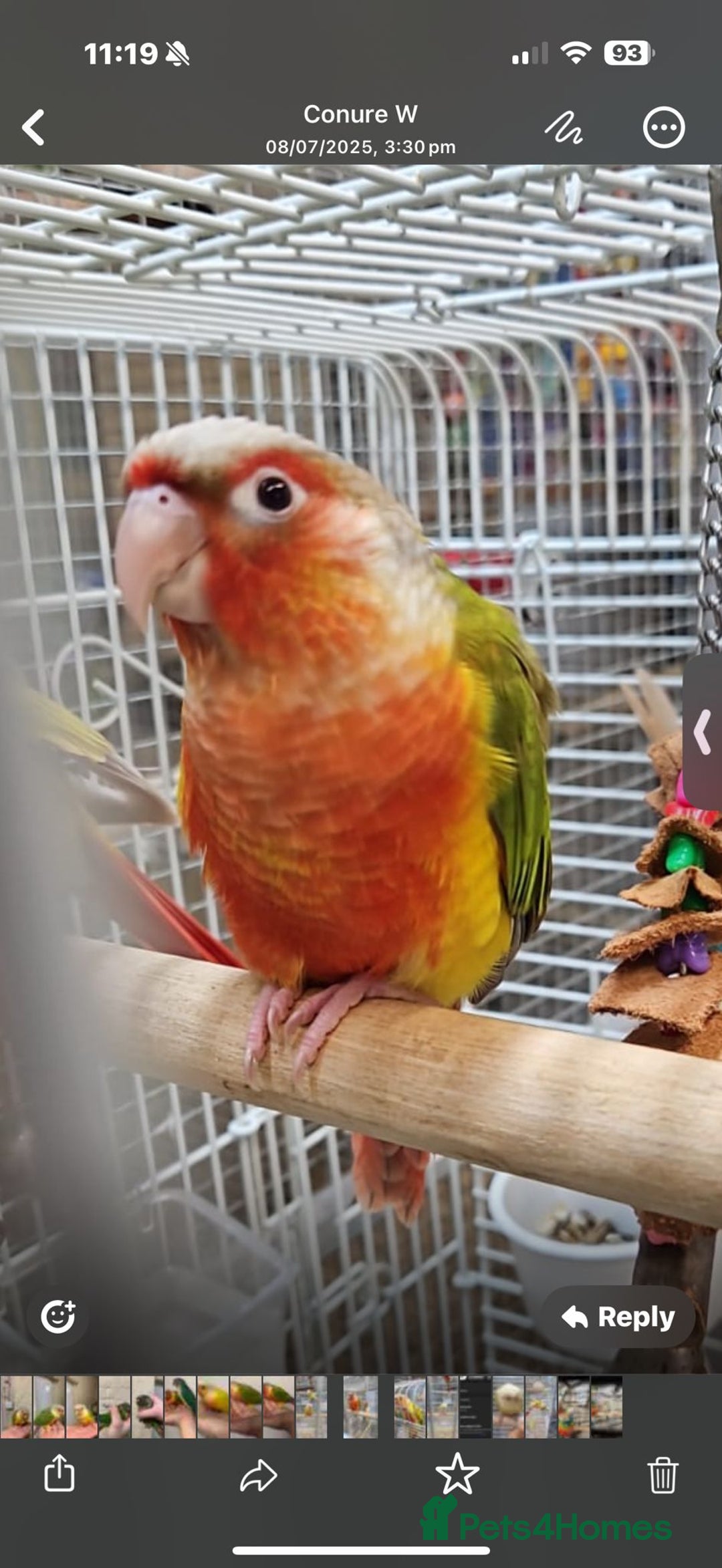 Parrots birds for sale: Stunning Birds/Parakeets/Parrots available  - Image 24