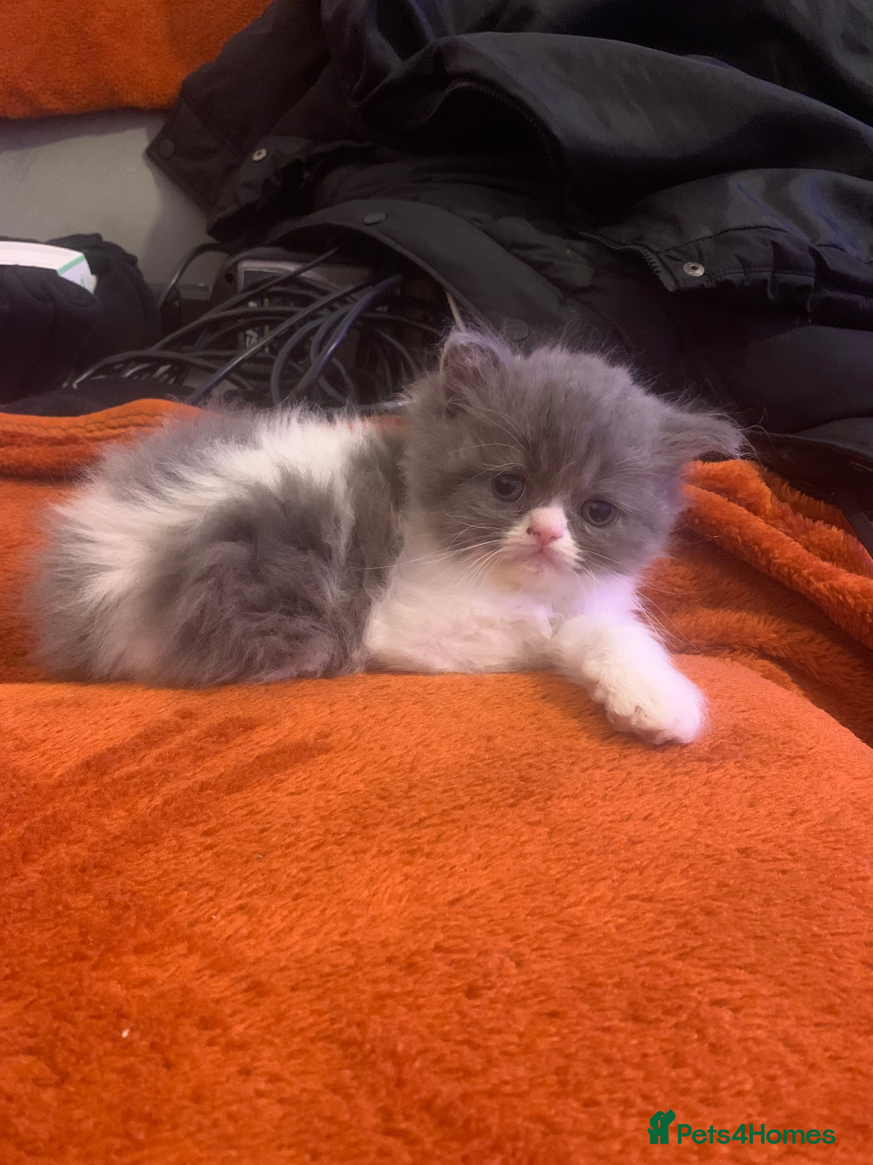 Persian cats Rainbow Persian kittens READY 21st FEBRUARY  - Advert 5