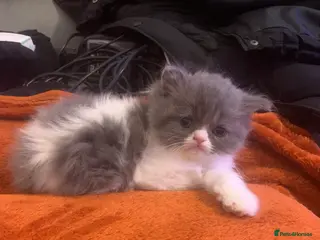 Persian cats Rainbow Persian kittens READY 21st FEBRUARY - Advert 5