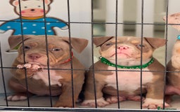 American Bully dogs for sale: FEMALE POCKET BULLY AVAILABLE🤩🏡🩷 - Image 4