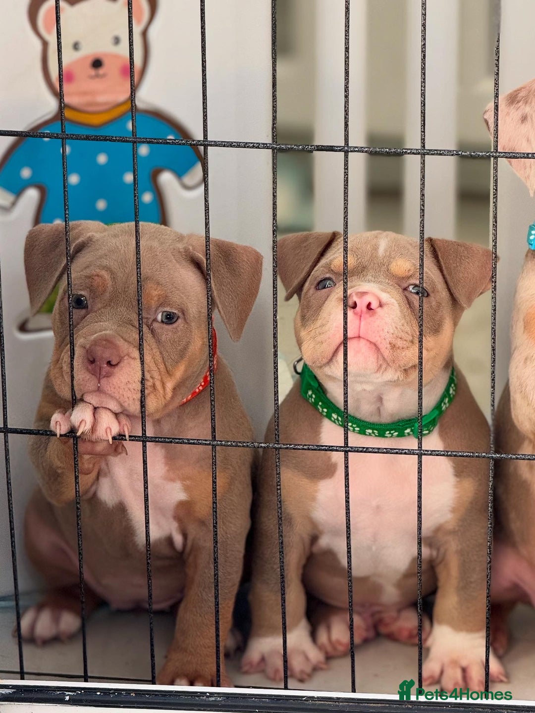American Bully dogs for sale: FEMALE POCKET BULLY AVAILABLE🤩🏡🩷 - Image 4