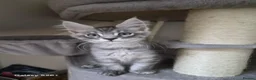 Maine Coon cats for sale: Registered and Licensed cattery - Advert 11