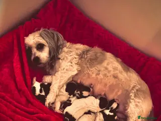 Malshi dogs Gorgeous Malshi girl & boys - Advert 3