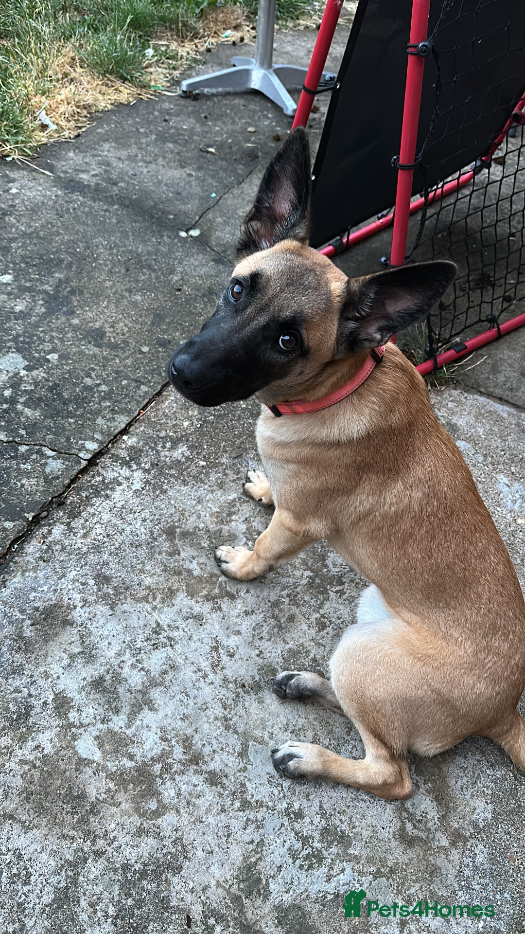 Belgian Shepherd Dog dogs for sale: Ki-Ki the Belgium Shepherd  - Image 1