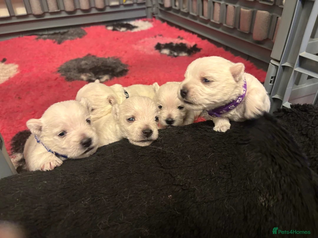 West Highland Terrier dogs for sale: KC gorgeous Westies puppies - Advert 1