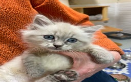 Siberian cats for sale: Tica registered kittens - Image 7