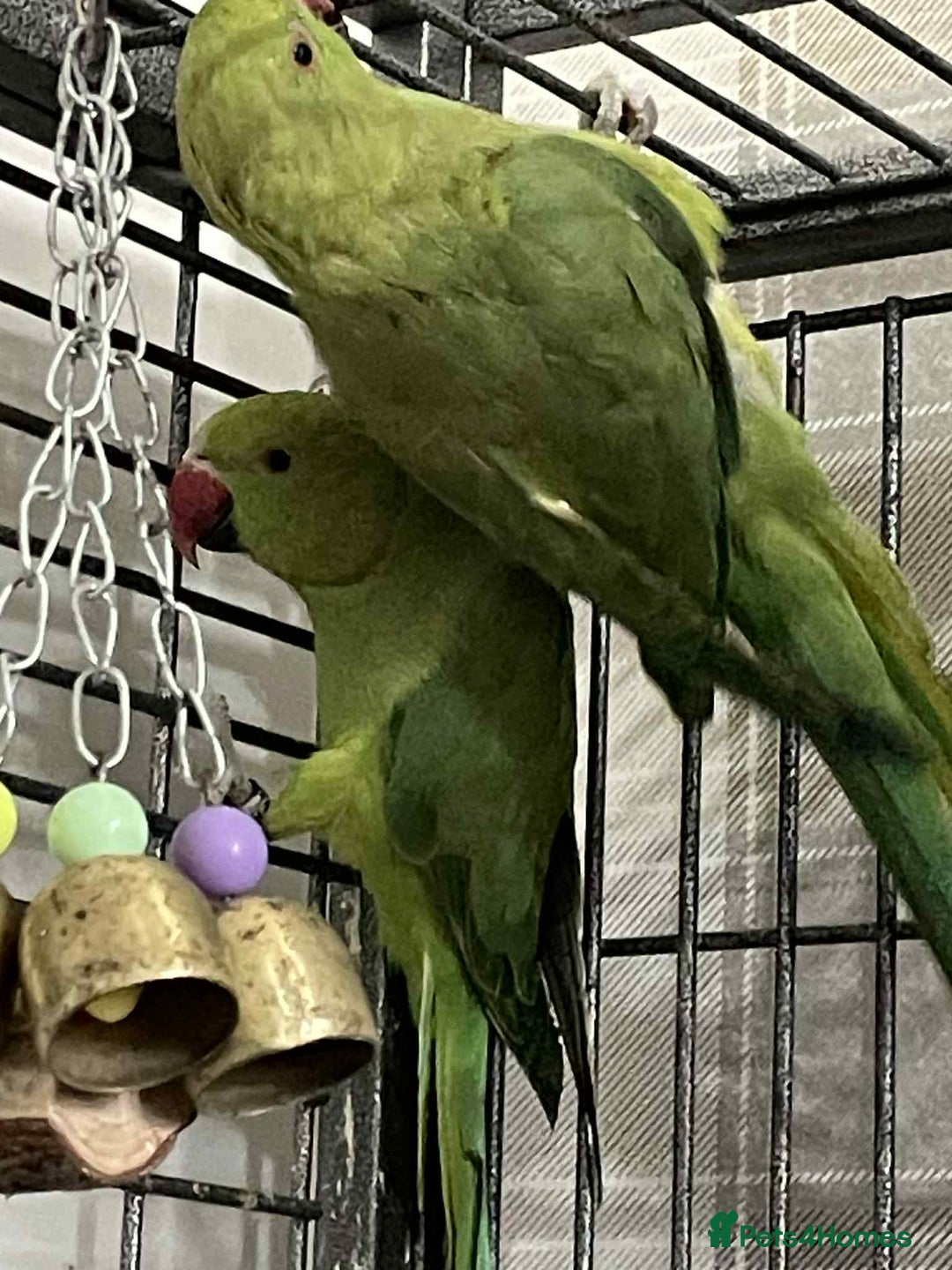 Ringnecks birds for sale: Pair of ringneck parakeets - Image 5
