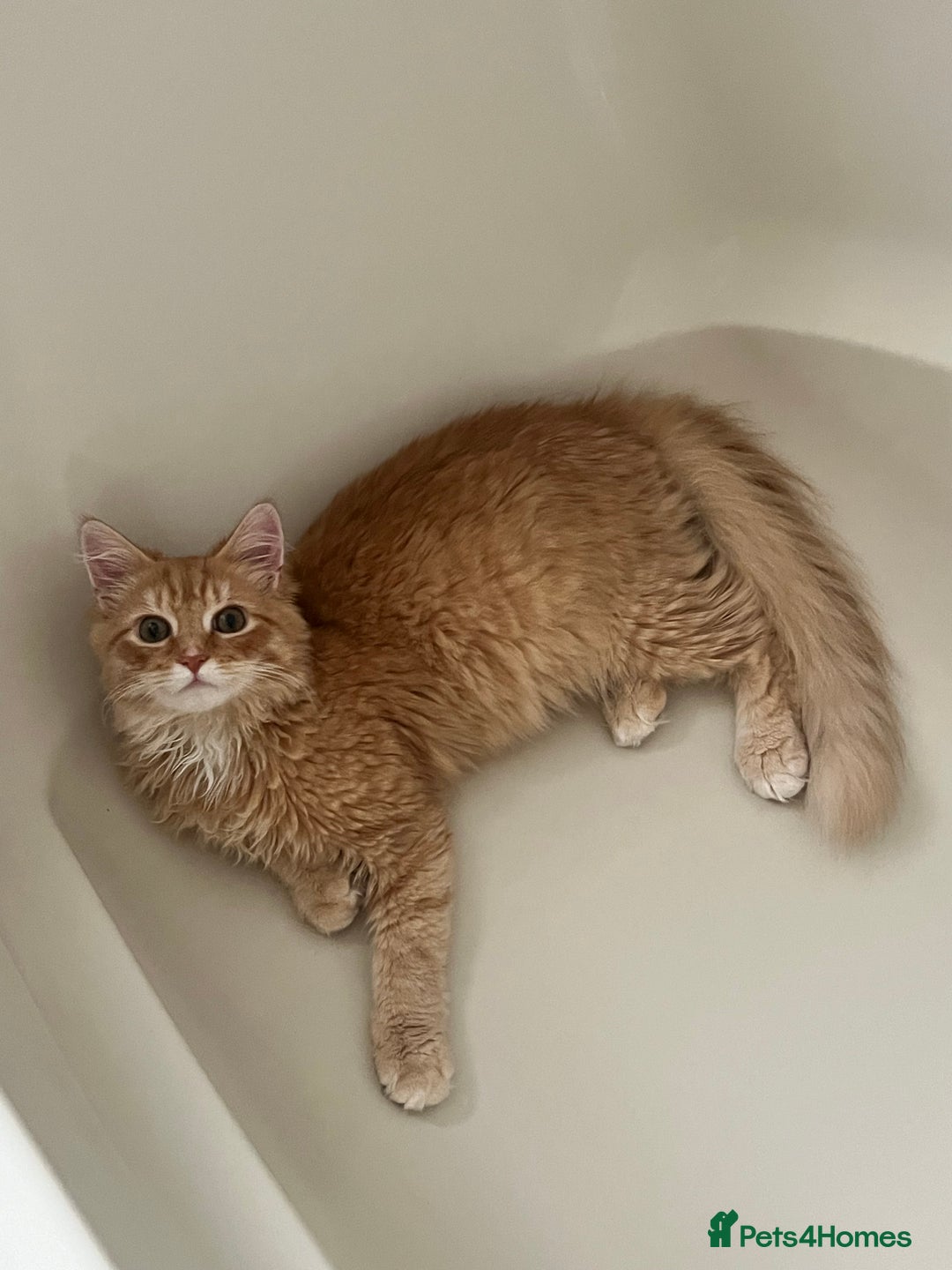 British Longhair cats for sale: Fluffy and Adorable Ginger Boy For Sale  - Advert 7