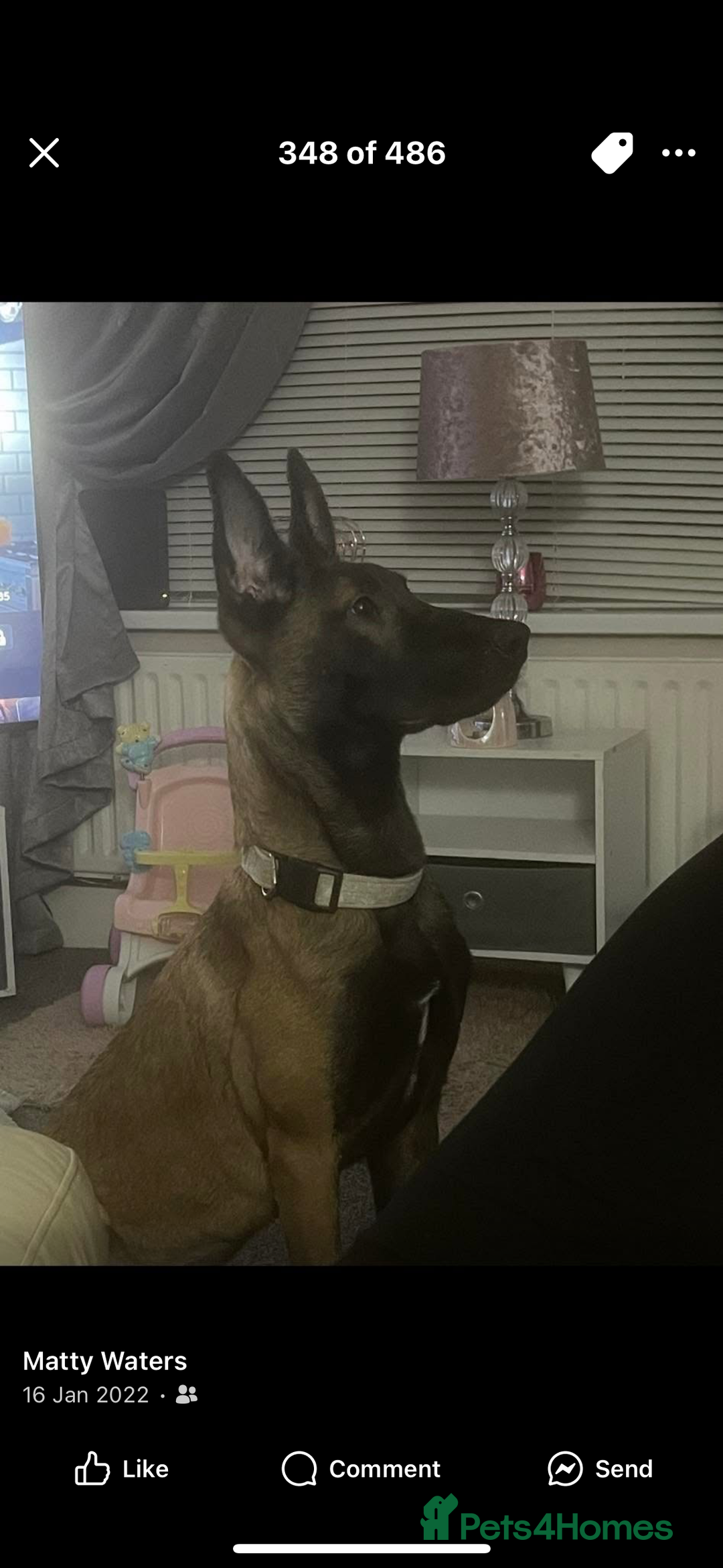 Belgian Shepherd Dog dogs for sale: Belgian Malinois Male Leeds - Advert 6