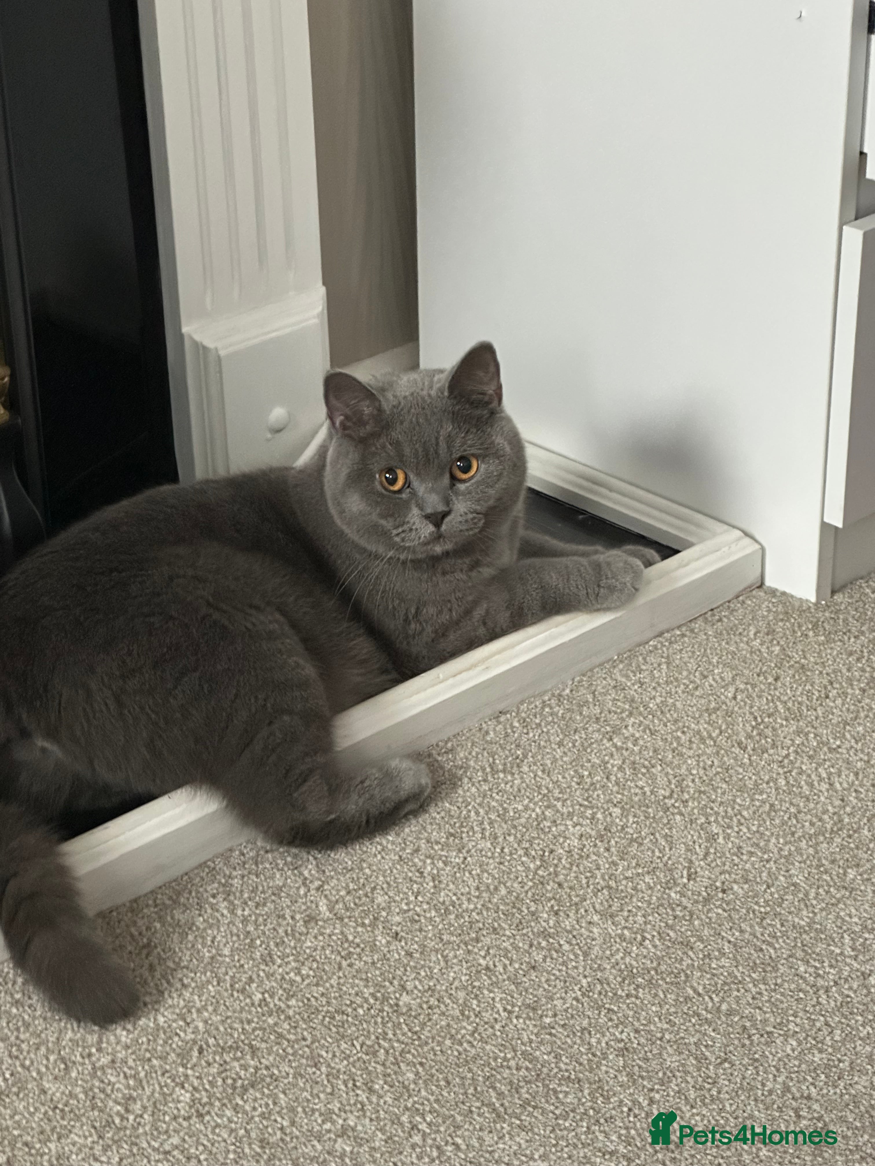 Brazilian Shorthair cats BIG Boys, British Shorthair GCCF Registed. - Advert 13