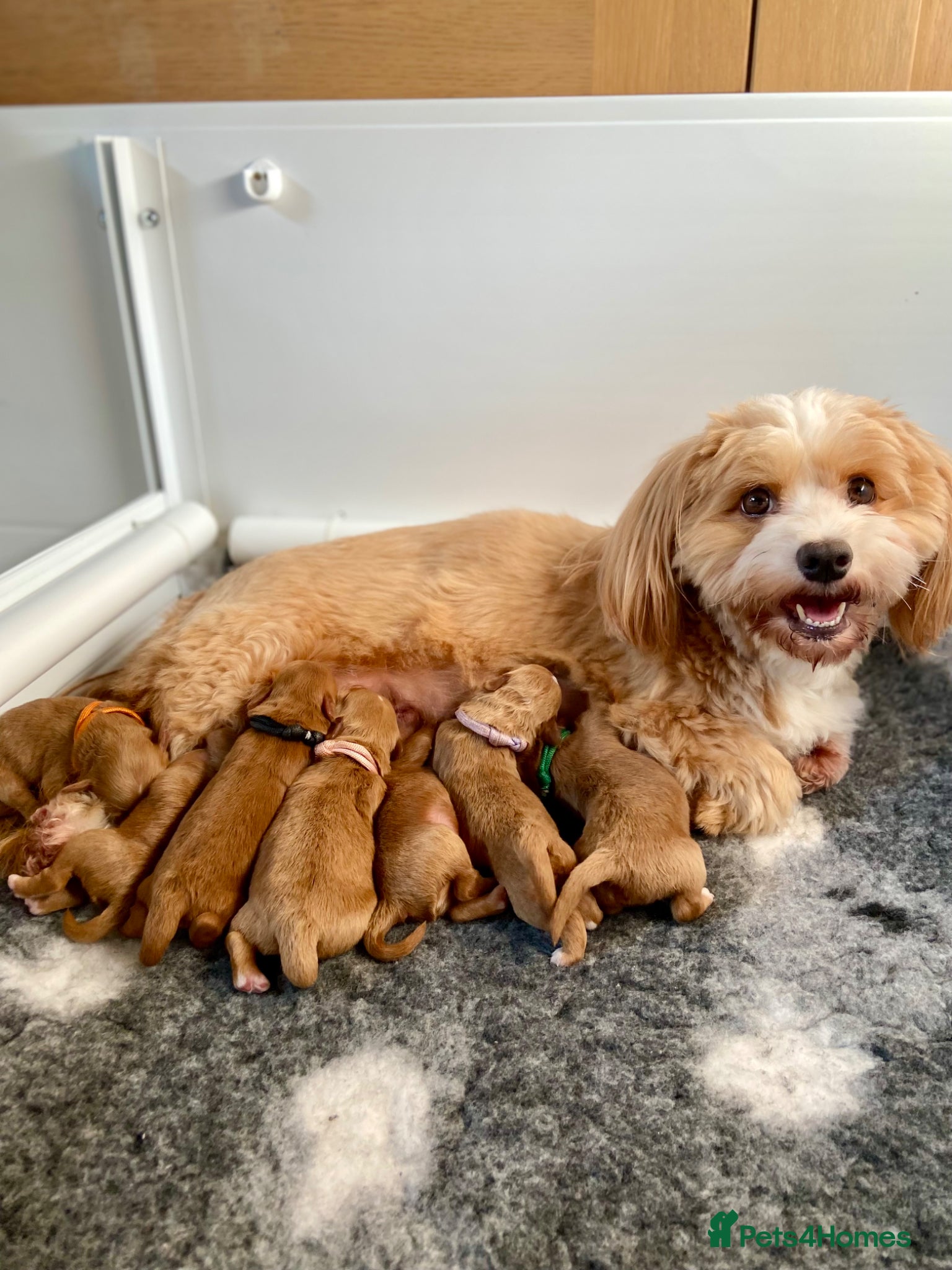 Havapoo dogs READY NOW Gorgeous Rare Havapoo 3 LEFT  - Advert 1