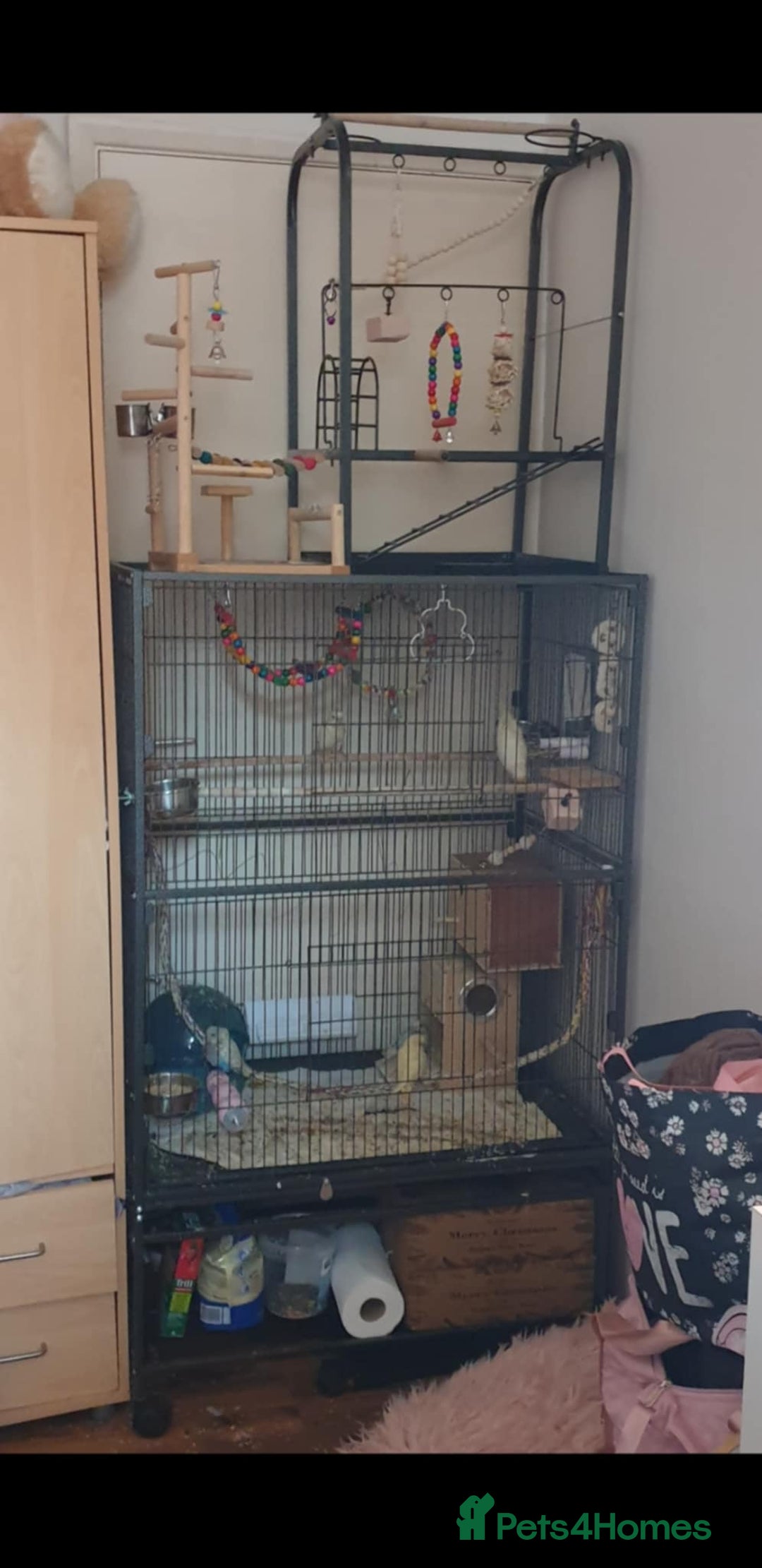 Budgerigars birds for sale: Beautiful hand reared baby budgies  - Advert 13